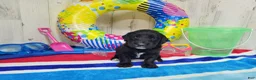 Goldendoodle dogs for sale: F1 SnowPea - Ad 2