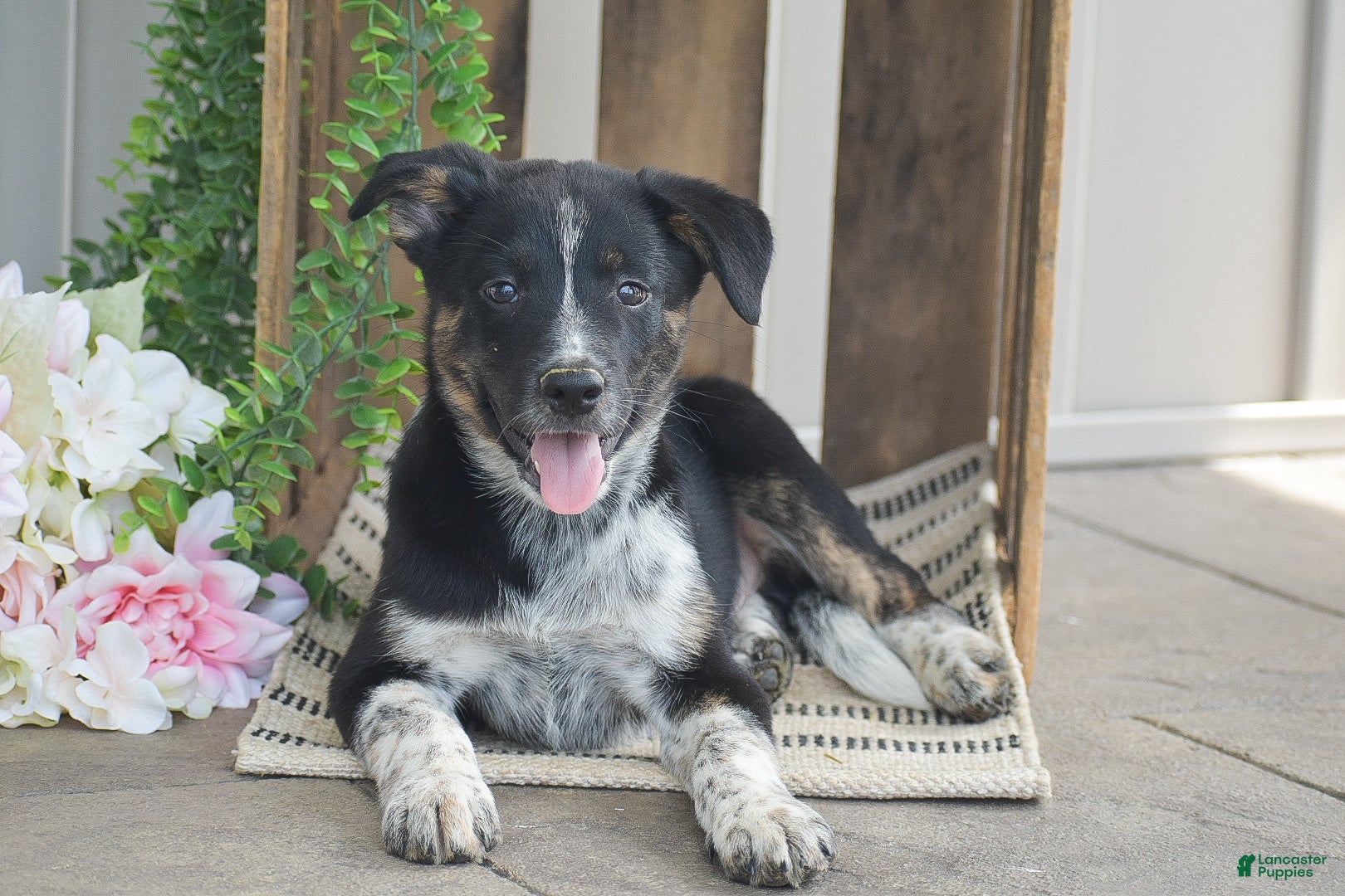 Mixed Breed dogs Blake - Ad 2