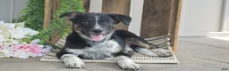 Mixed Breed dogs for sale: Blake - Ad 2