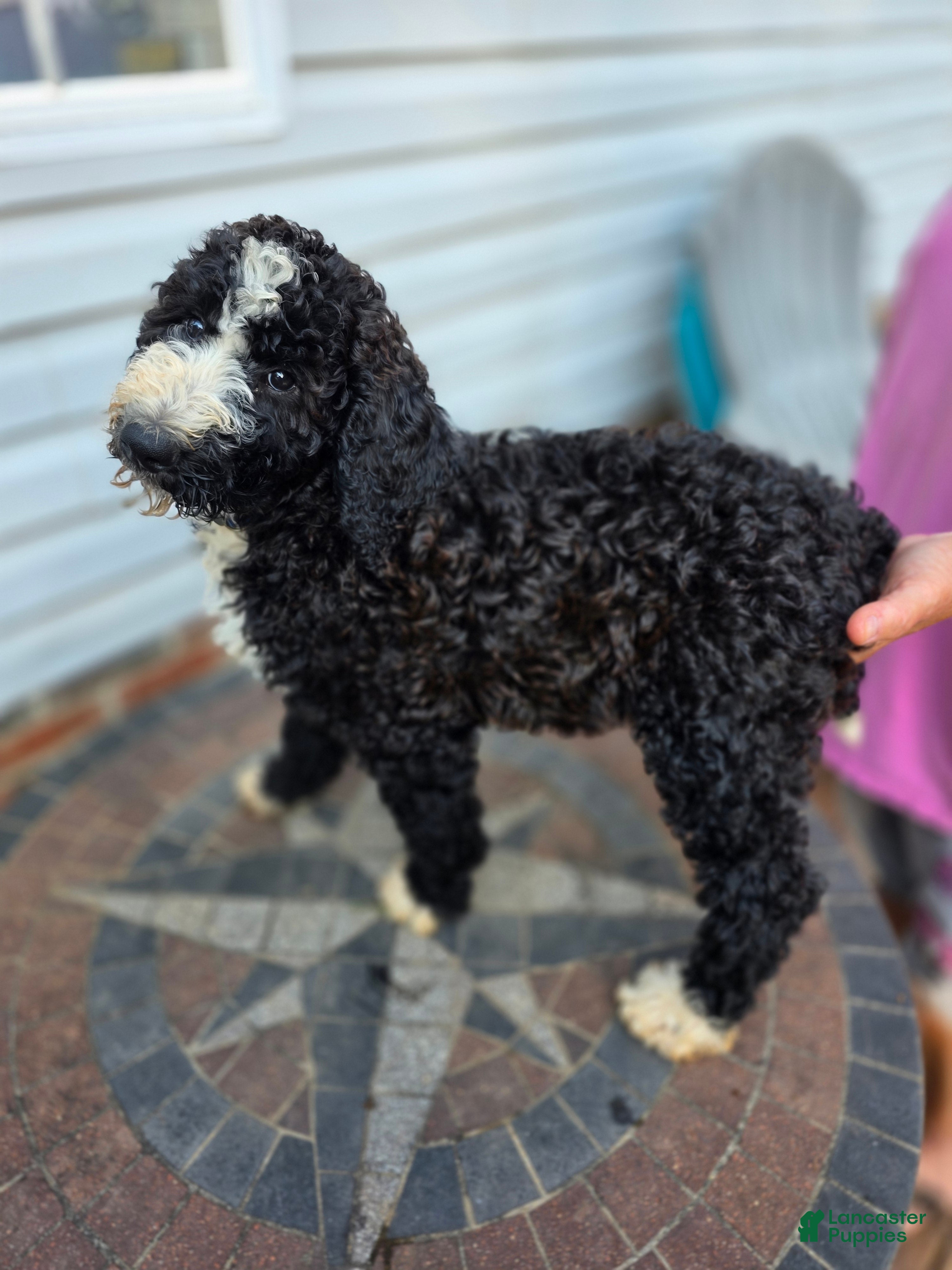 Bernedoodle dogs Royal - Ad 2