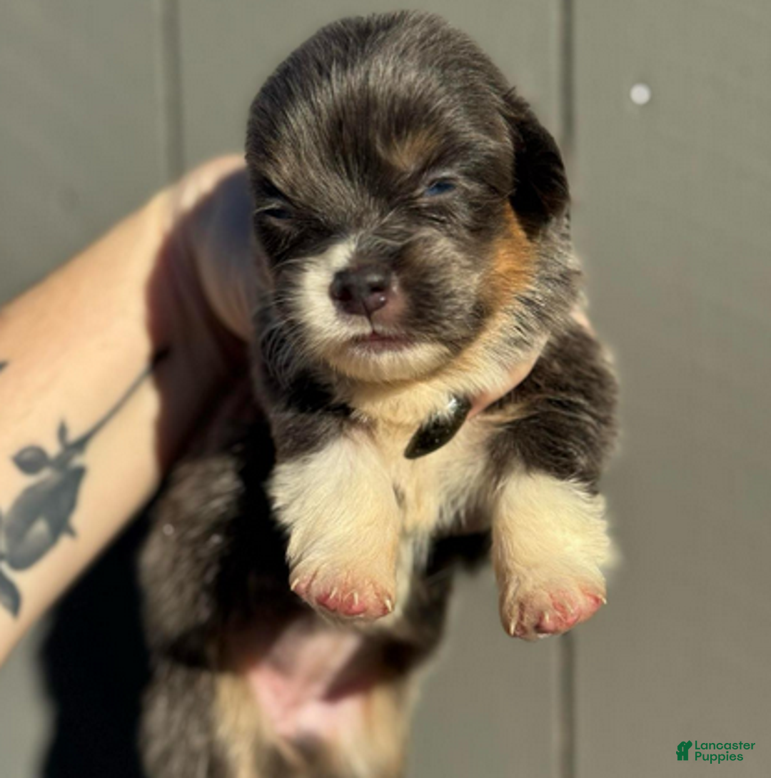 Welsh Corgi Pembroke dogs for sale: Dior (fluffy) - Ad 1