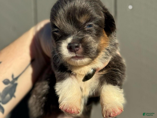 Welsh Corgi Pembroke dogs Dior (fluffy) - Ad 3