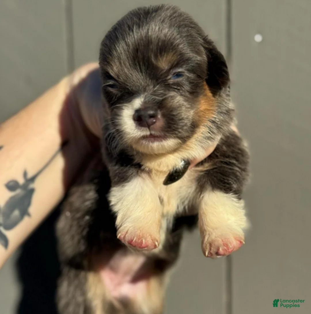 Welsh Corgi Pembroke dogs for sale: Dior (fluffy) - Ad 1