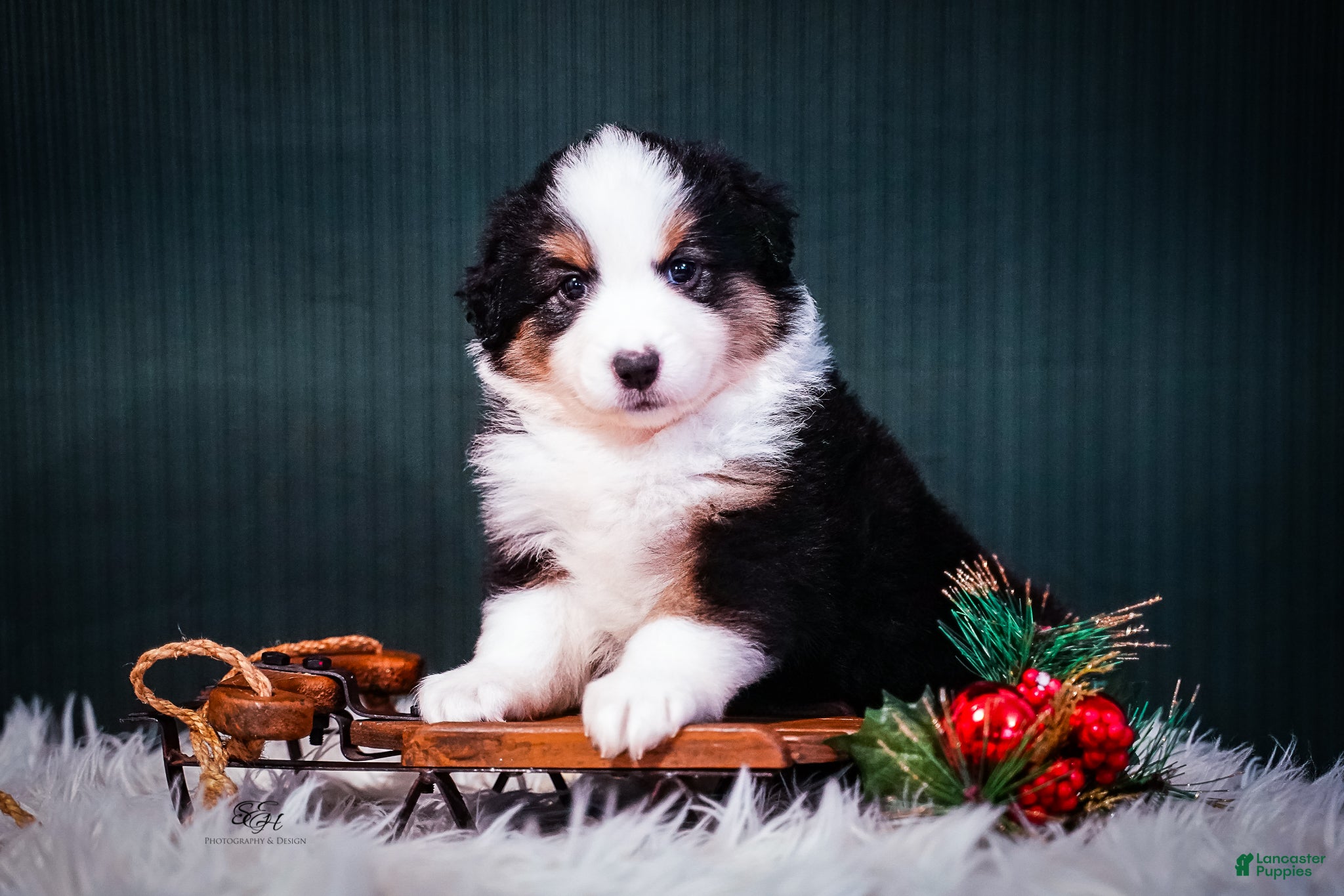 Miniature Australian Shepherd dogs Domino - Ad 36