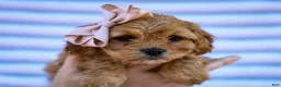 Cavapoo dogs for sale: Taffy Cavapoo Pup - Ad 3