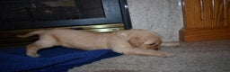 Golden Retriever dogs for sale: Diesel - Ad 4