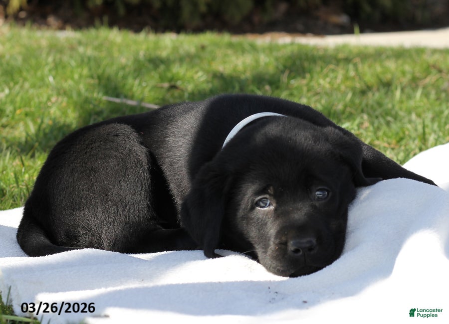 Labrador Retriever dogs Boston - Ad 2