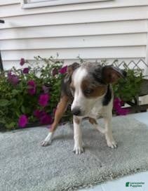 Mixed Breed dogs Mixed Breed 1 Maggie - Ad 7