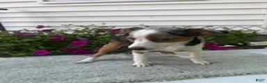 Mixed Breed 1 Maggie