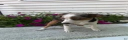 Mixed Breed dogs for sale: Mixed Breed 1 Maggie - Ad 1