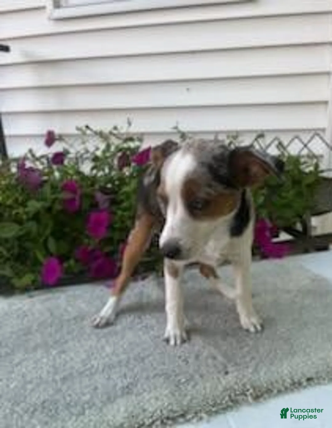 Mixed Breed dogs for sale: Mixed Breed 1 Maggie - Ad 1