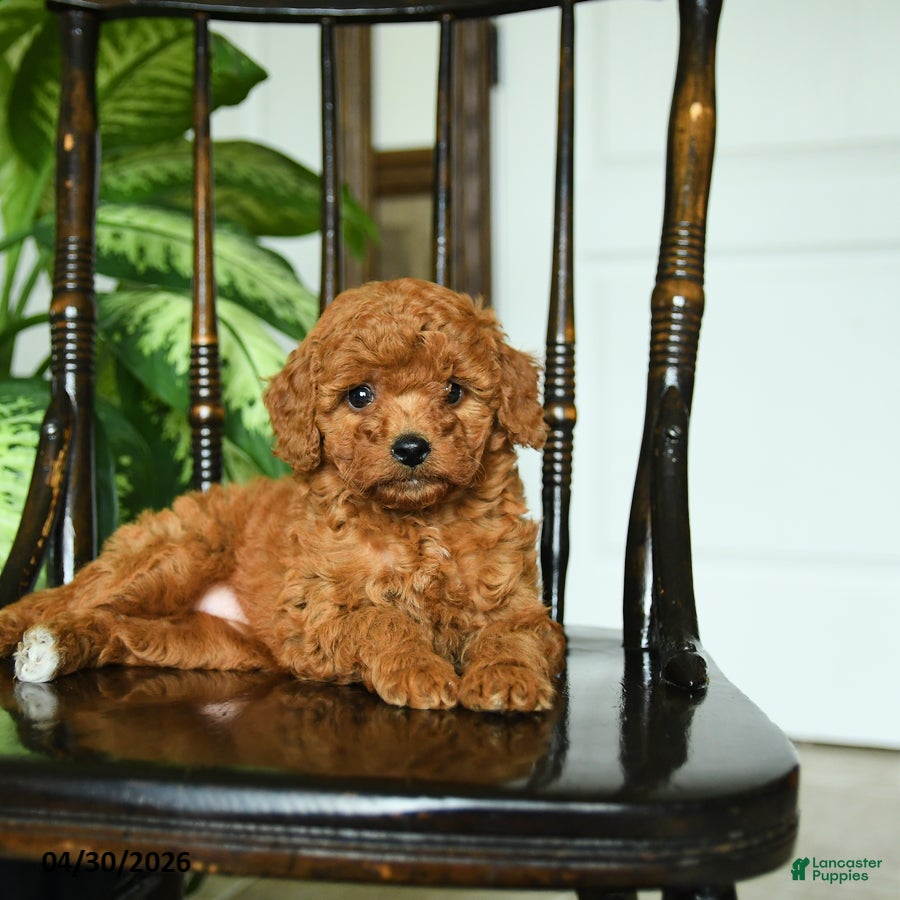 Miniature Poodle dogs for sale: Elsa - Ad 4
