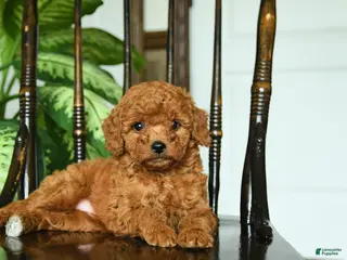 Miniature Poodle dogs for sale: Elsa - Ad 4