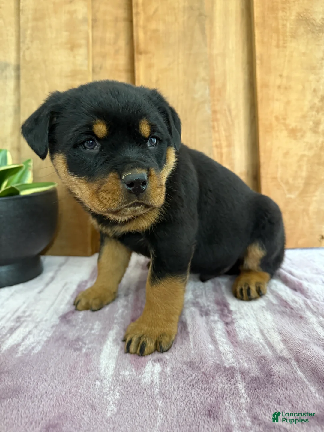 Rottweiler dogs for sale: Lou - Ad 10