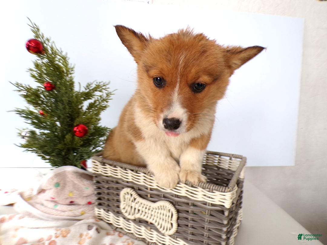Welsh Corgi Pembroke dogs for sale: Welsh Corgi Pembroke Puppy 4 Mika - Ad 2