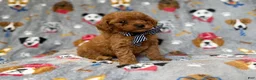 Cavapoo dogs for sale: Lynx - Ad 5