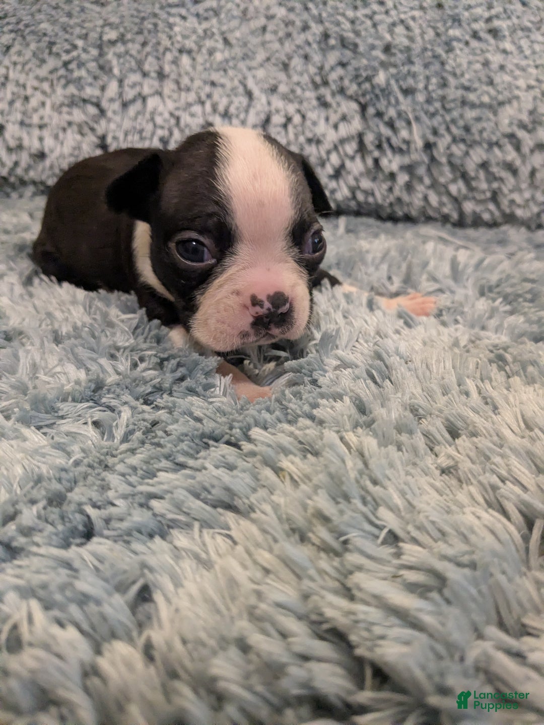 Boston Terrier dogs for sale: Boston Terrier Puppy 3 - Ad 3
