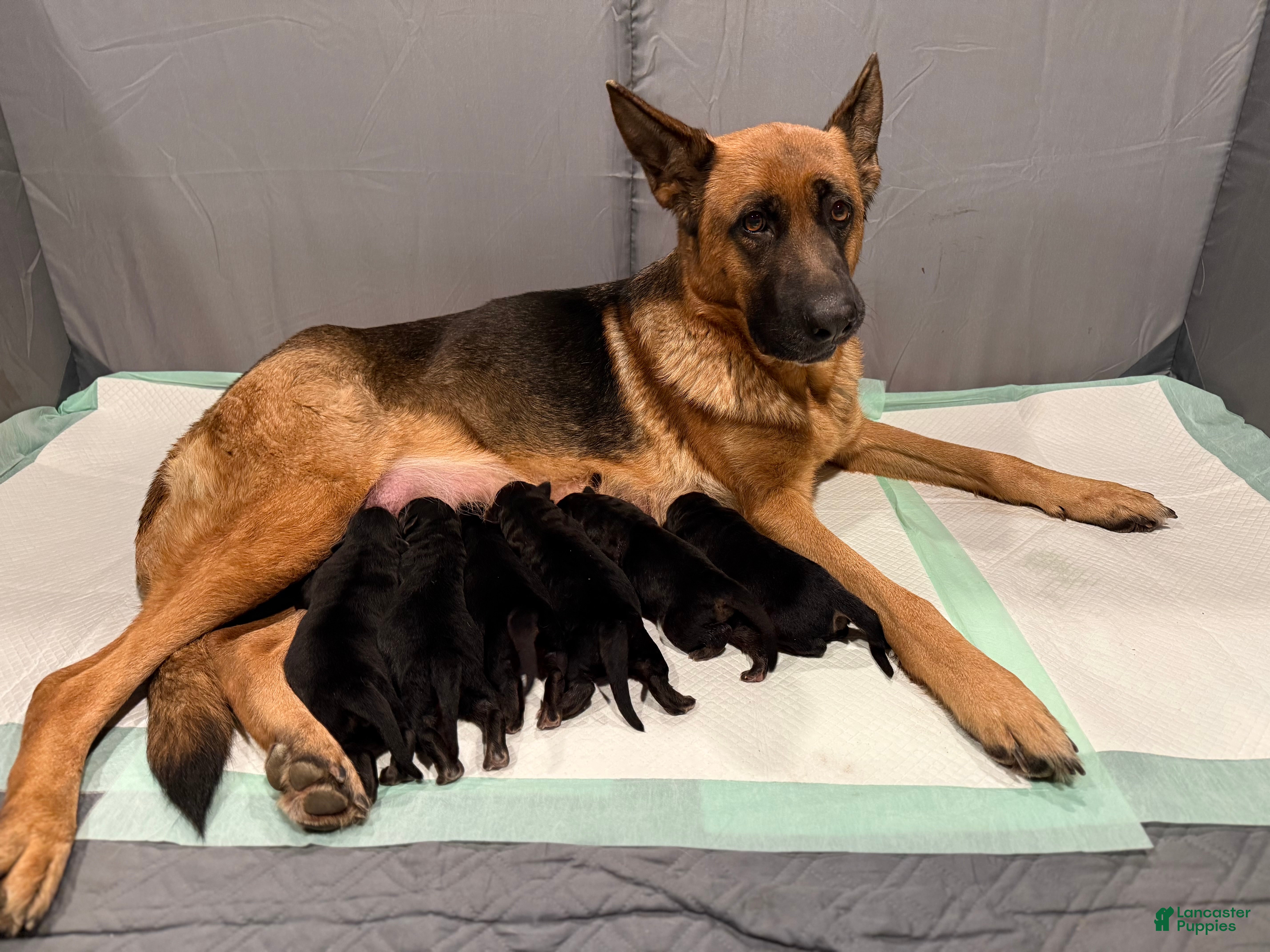 German Shepherd dogs German Shepherd Puppy 1 - Ad 39