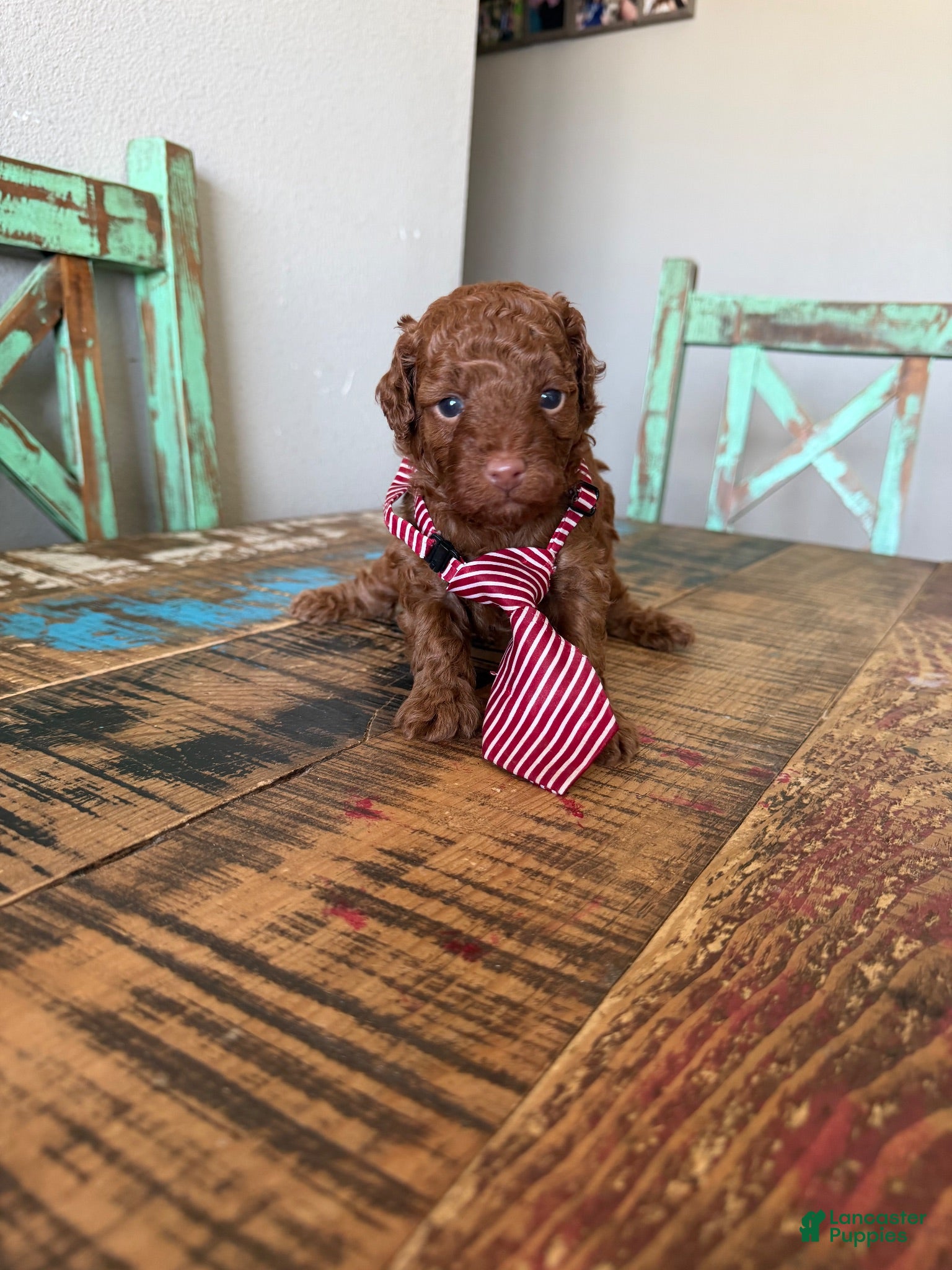 Toy Poodle dogs Akc Red Toy Poodle Red Tie - Ad 41