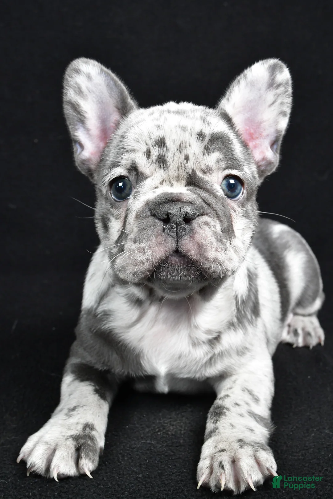 French Bulldog dogs for sale: Bella - Ad 5