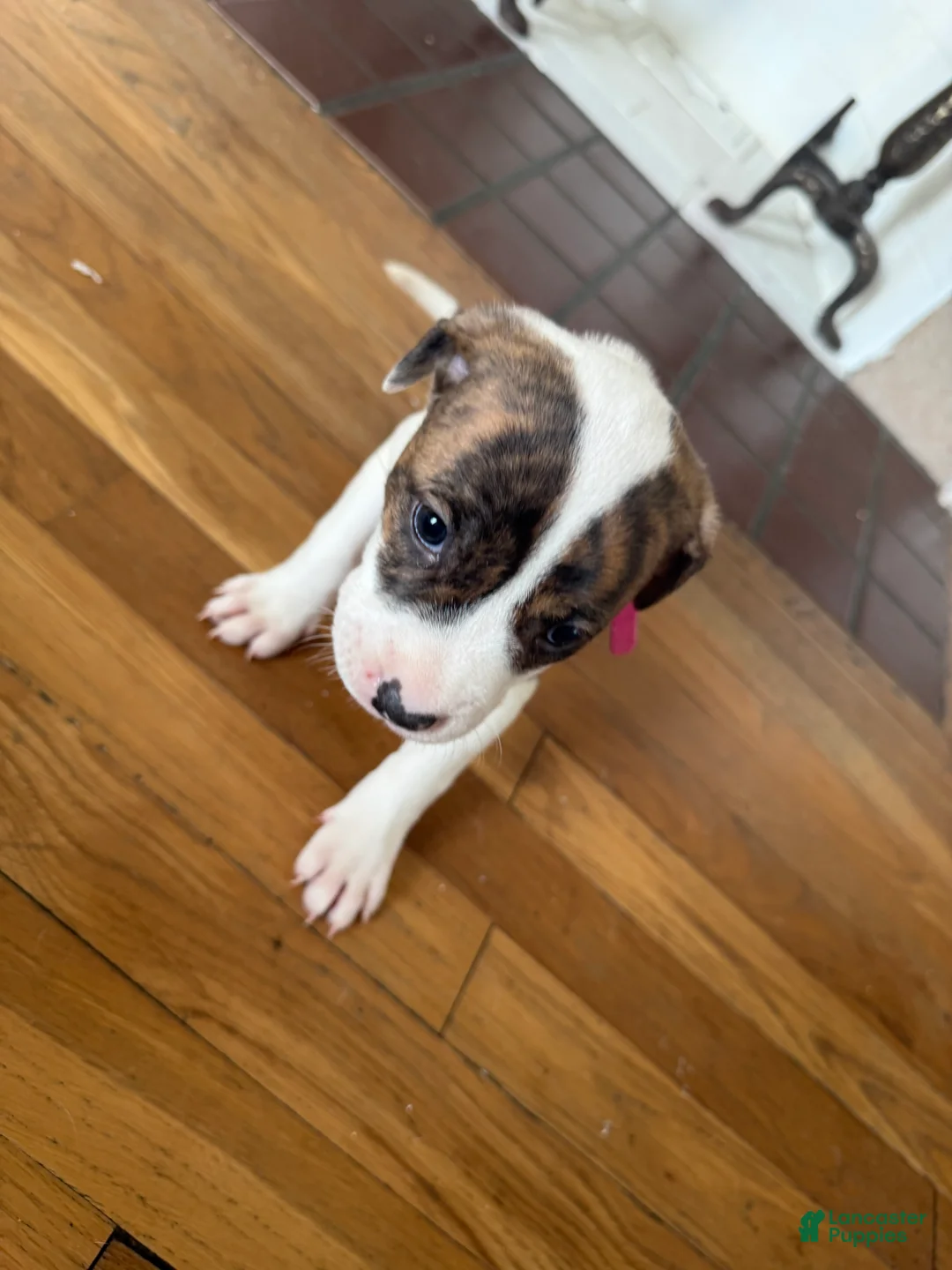 American Pit Bull Terrier dogs for sale: American Pit Bull Terrier Puppy 5 ( Royal )  - Ad 2