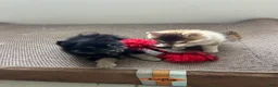 Pomsky dogs for sale: Oreo Micro/Teacup Pomsky - Ad 8