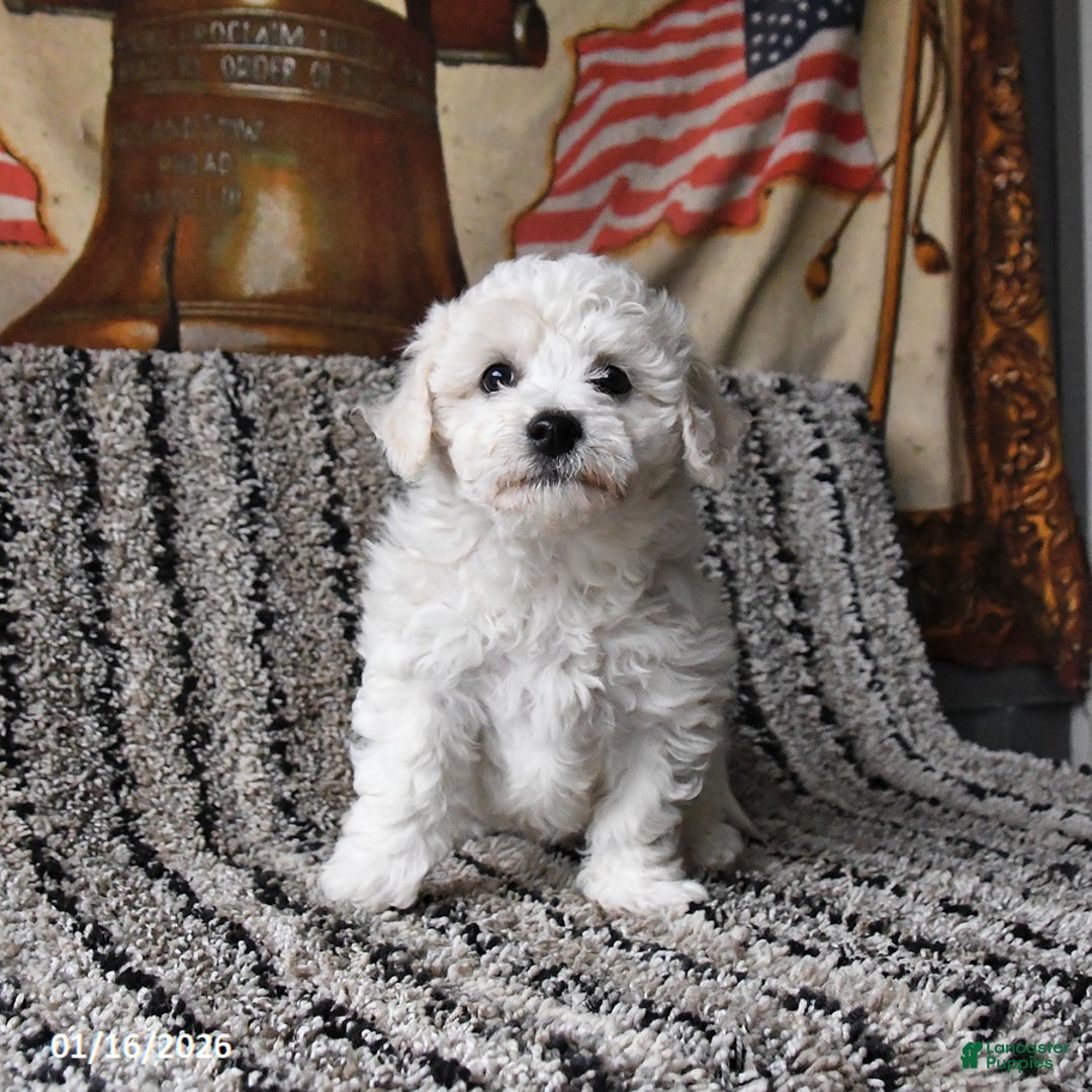 Bichon Frise dogs for sale: Finn - Ad 3