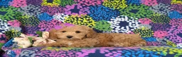 Bichpoo dogs for sale: Roxanna 9 lbs Full Grown - Ad 4