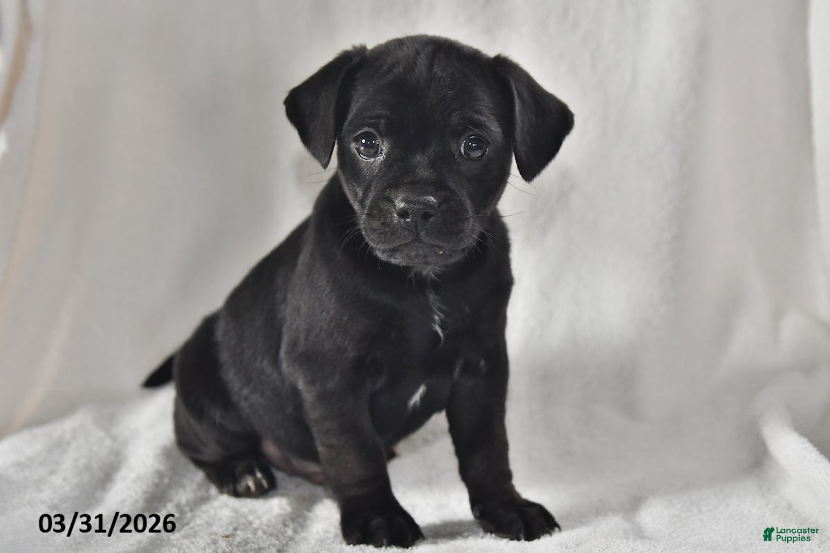 Mixed Breed dogs Ollie - Ad 1