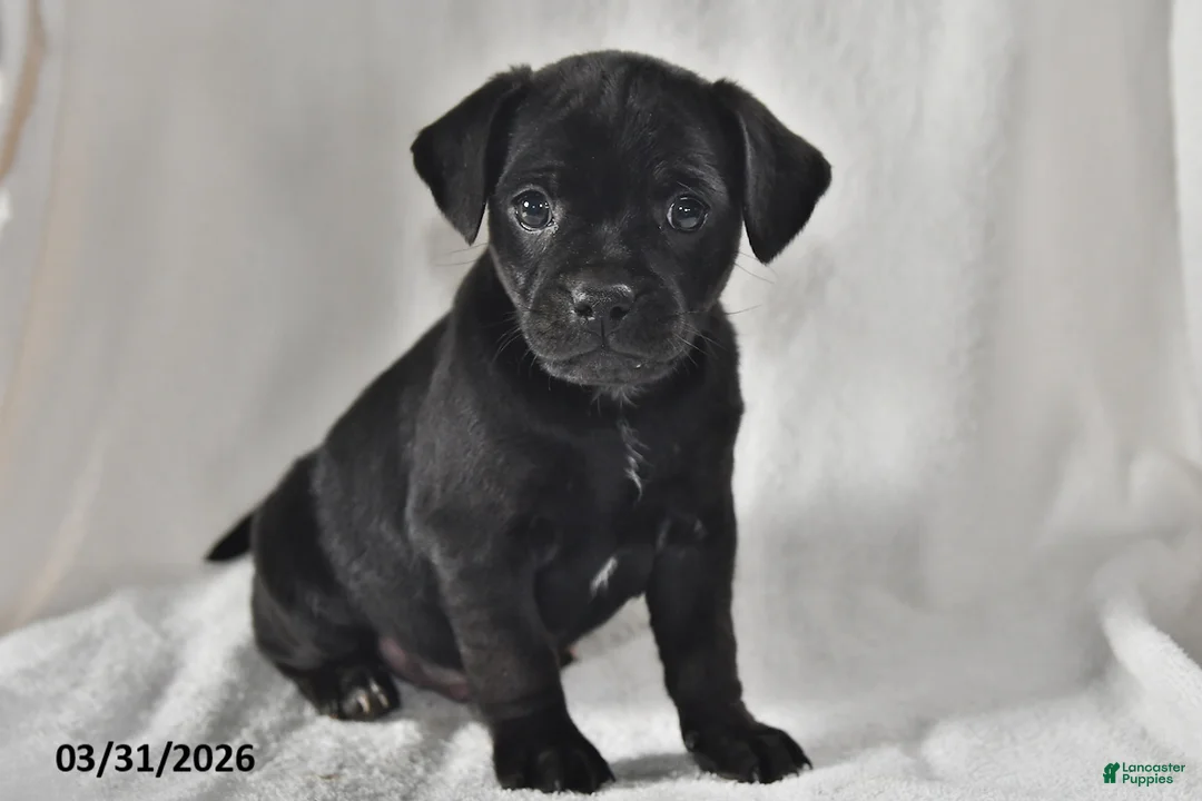 Mixed Breed dogs for sale: Ollie - Ad 1