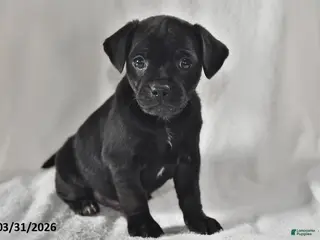 Mixed Breed dogs for sale: Ollie - Ad 2