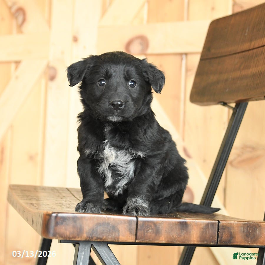 Mixed Breed dogs Renae - Ad 1