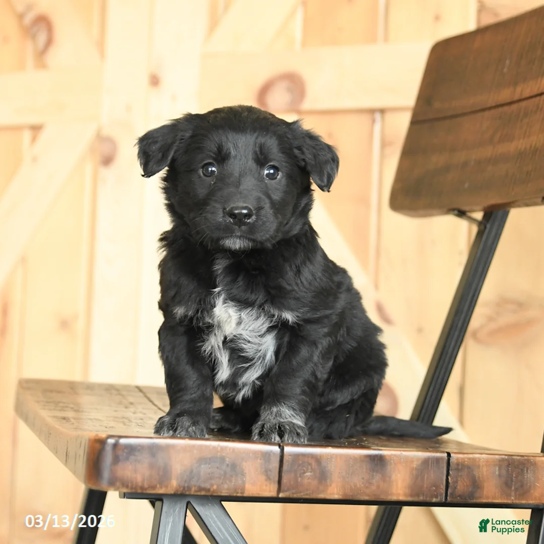 Mixed Breed dogs for sale: Renae - Ad 1