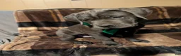 Cane Corso dogs for sale: Green  - Ad 4