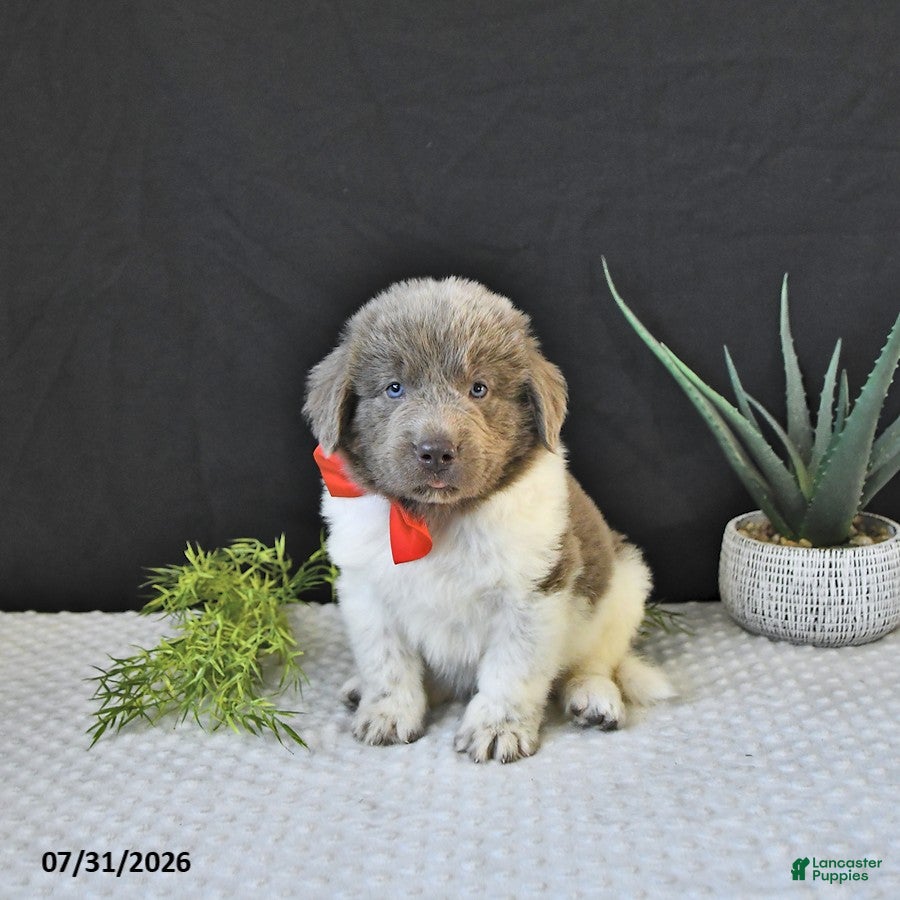 Newfoundland dogs Jasper - Ad 1