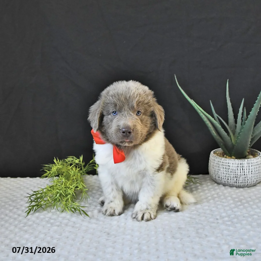 Newfoundland dogs for sale: Jasper - Ad 1