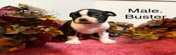 Boston Terrier dogs for sale: Buster - Ad 1