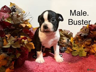 Boston Terrier dogs Buster - Ad 16