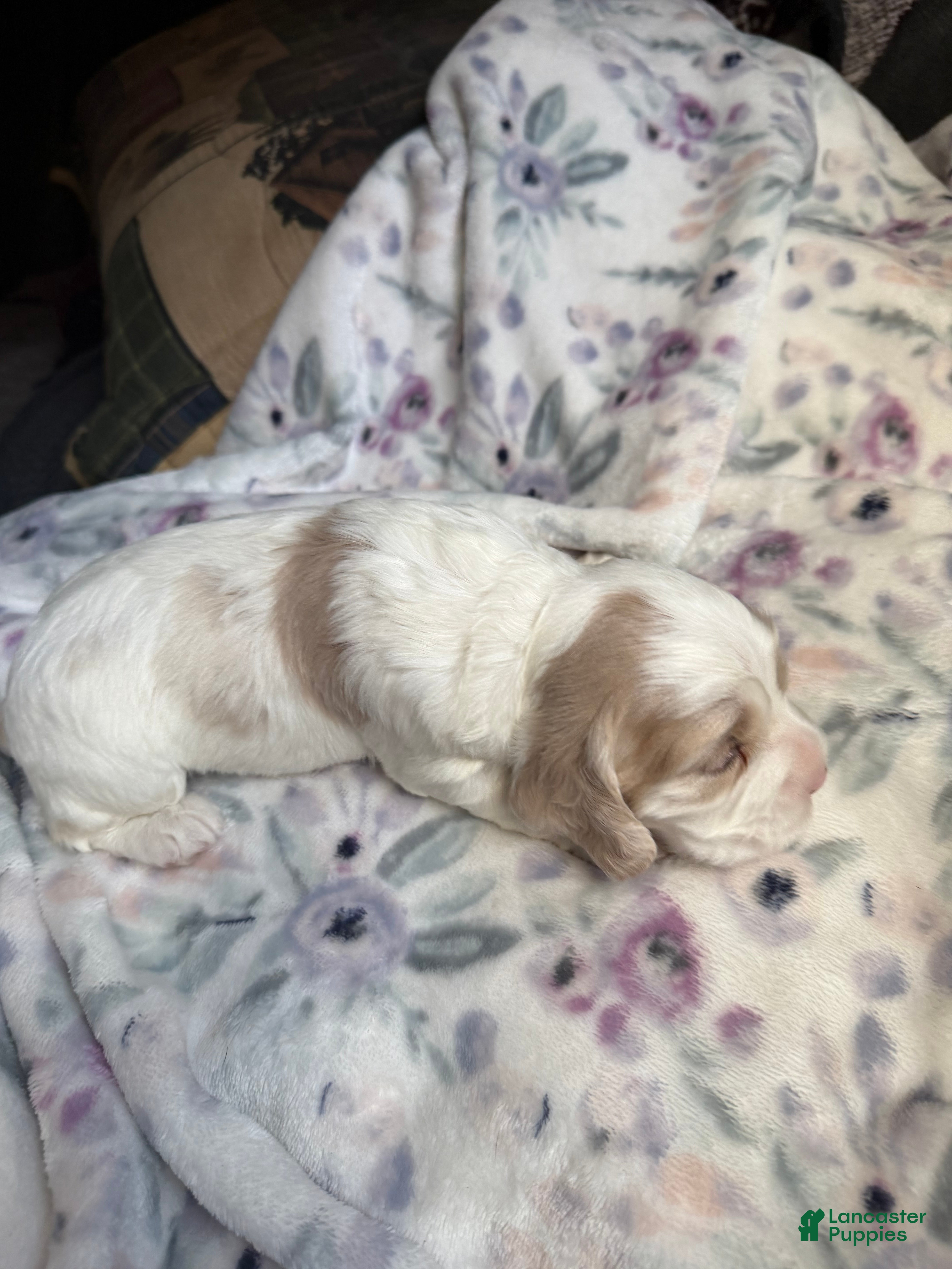 Cocker Spaniel dogs Cocker Spaniel Puppy 3 - Ad 2