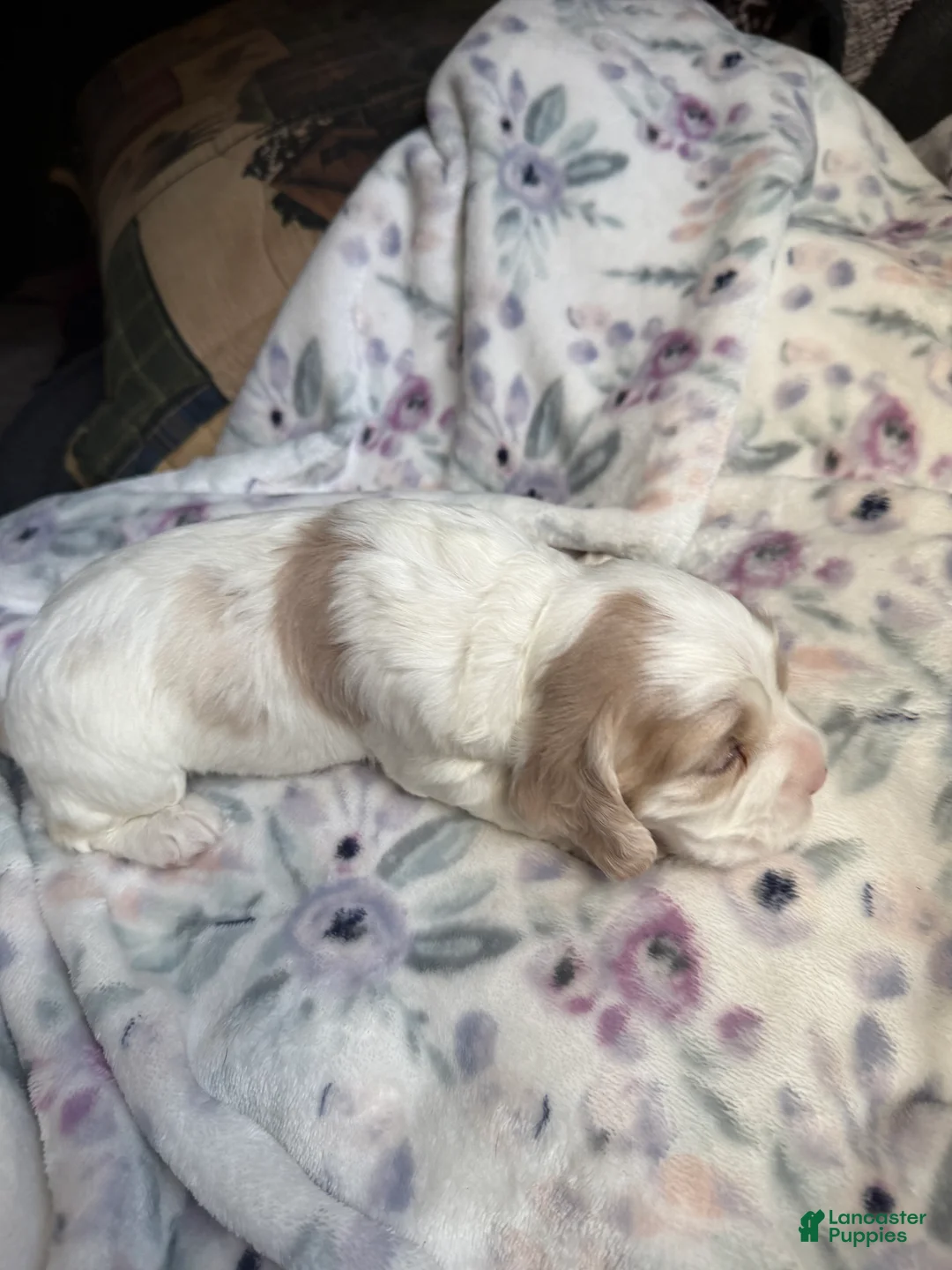 Cocker Spaniel dogs for sale: Cocker Spaniel Puppy 3 - Ad 2