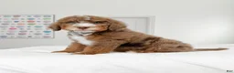 Mixed Breed dogs for sale: Harry Potter - Ad 4