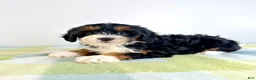 Bernedoodle dogs for sale: Buzz - Ad 7