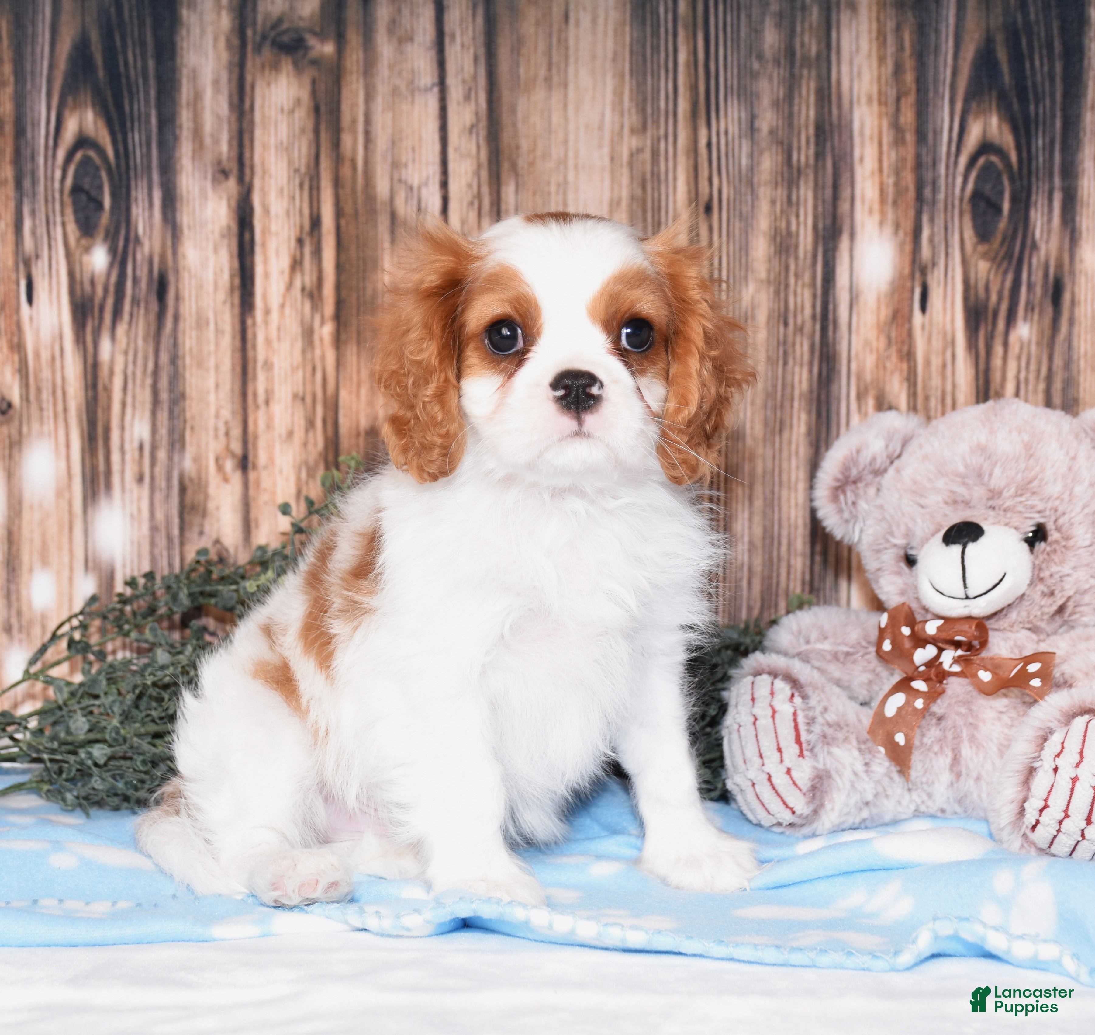 Cavalier King Charles Spaniel dogs Carl - Ad 1