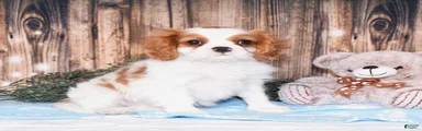 Carl