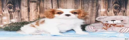 Cavalier King Charles Spaniel dogs for sale: Carl - Ad 1