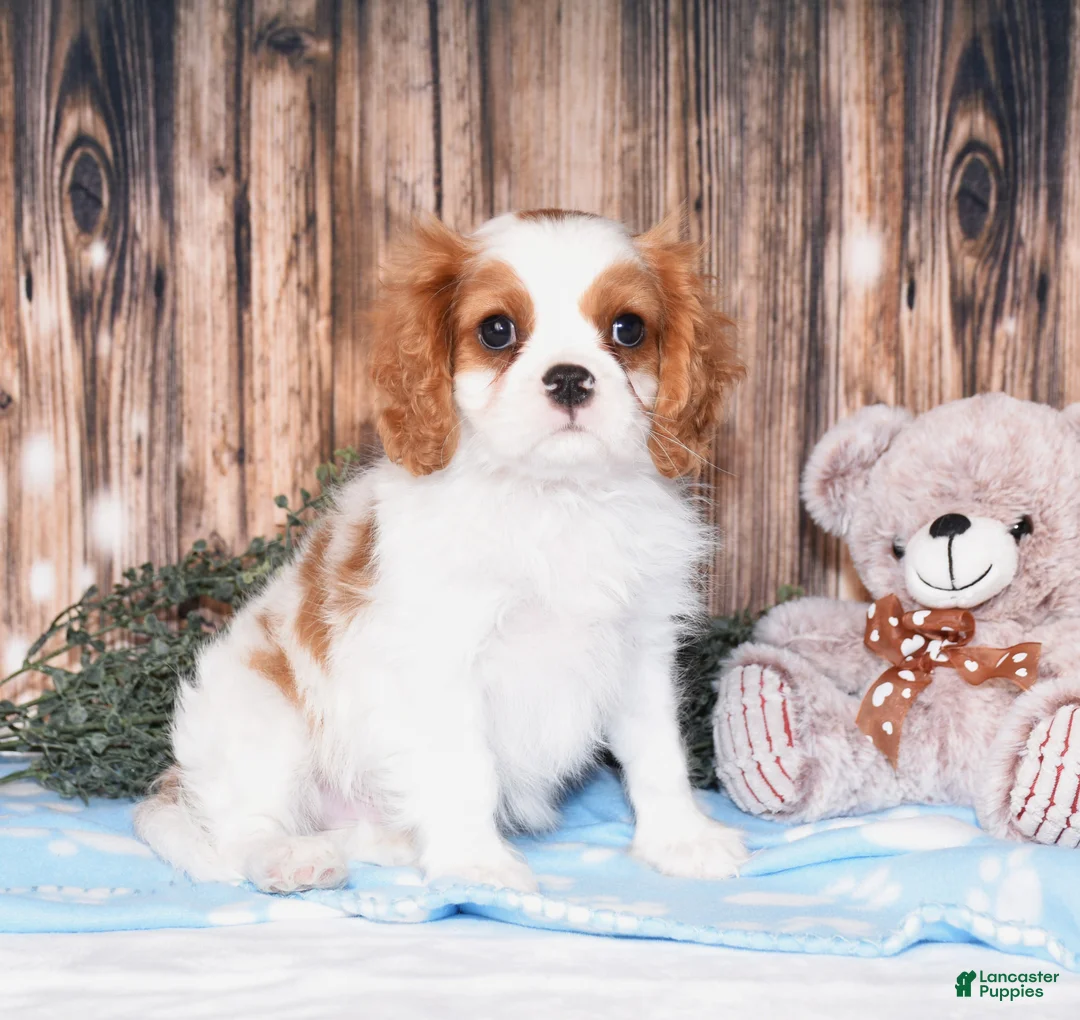 Cavalier King Charles Spaniel dogs for sale: Carl - Ad 1