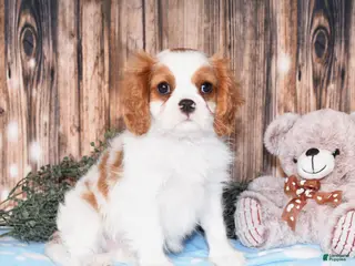 Cavalier King Charles Spaniel dogs for sale: Carl - Ad 3