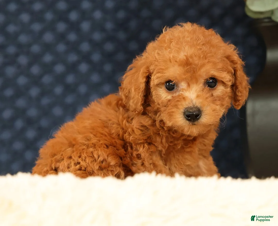 Havapoo dogs for sale: Denver - Ad 1