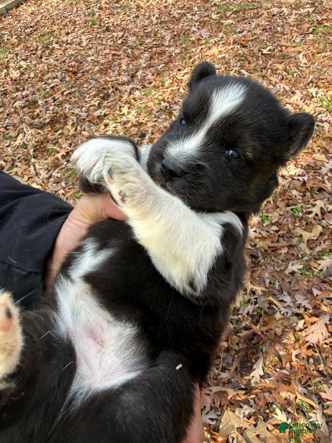 Siberian Husky dogs for sale: Bear - Ad 7