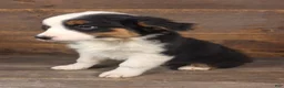 Australian Shepherd dogs for sale: Daniel - Ad 2